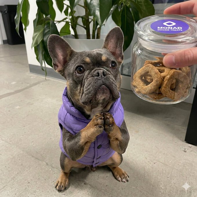 René French Bulldog lifting weights at GMONAD gym